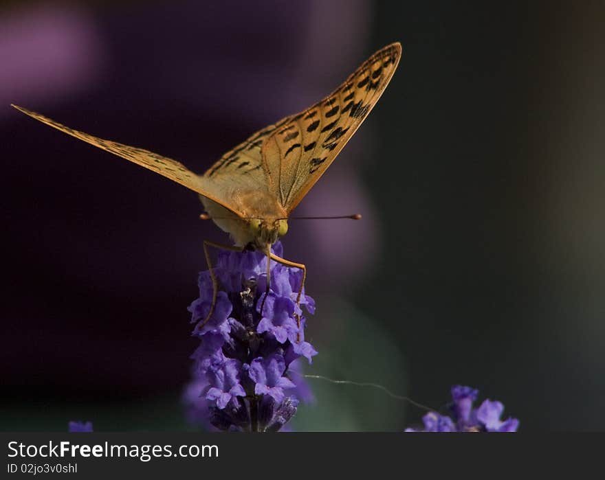 Butterfly sitting on lavender flowers. Butterfly sitting on lavender flowers