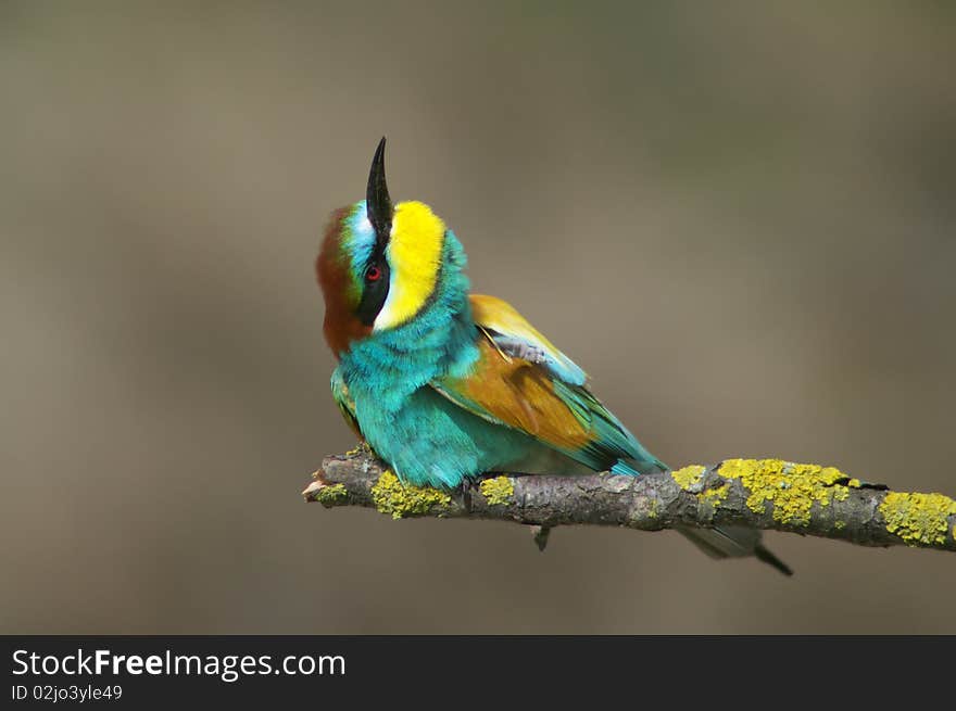 European bee eater on branch