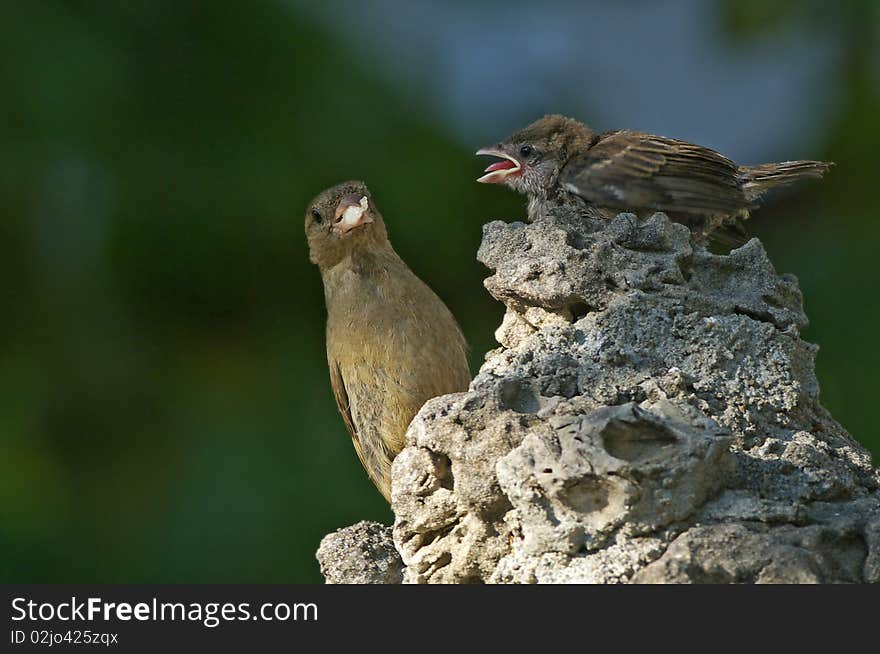 Mom Sparrow gives food to her little. Mom Sparrow gives food to her little