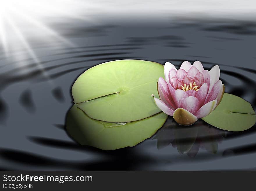 This image shows a lotus on a pond. This image shows a lotus on a pond