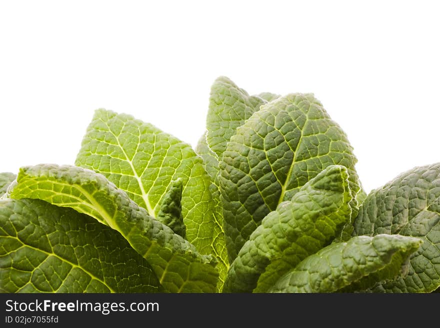 Green leaves isolated on white