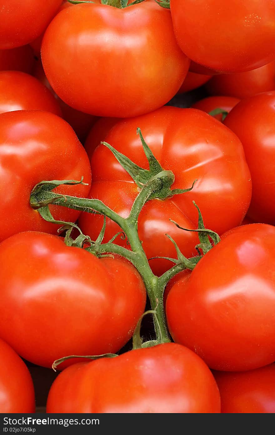 Fresh Tomatoes