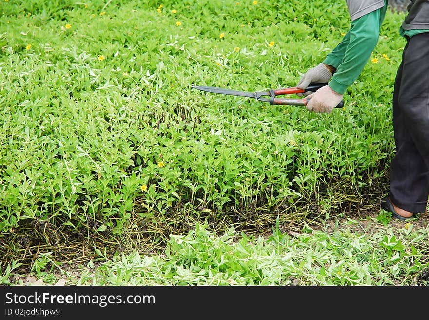 Cutting flower