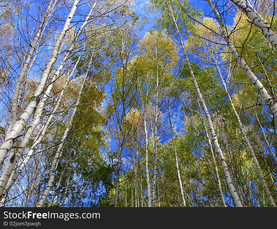 Looking up at aspen of yellow leaves in Forest with blue sky during autumn season.