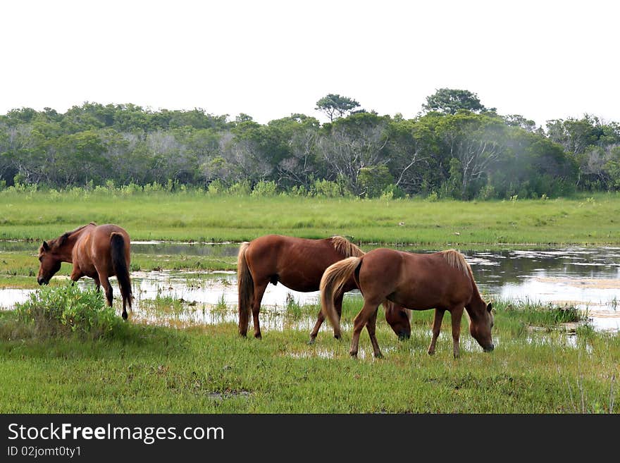 Three broun horses near the forest