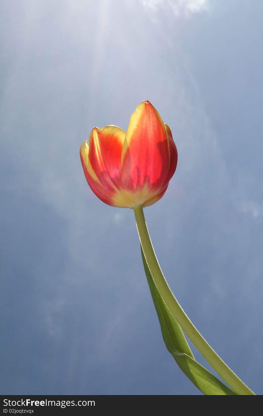 Single red tulip on a blue sky background taken in my garden on the 26 ‎April ‎2010