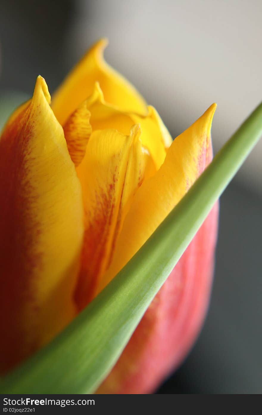 Red and yellow tulip