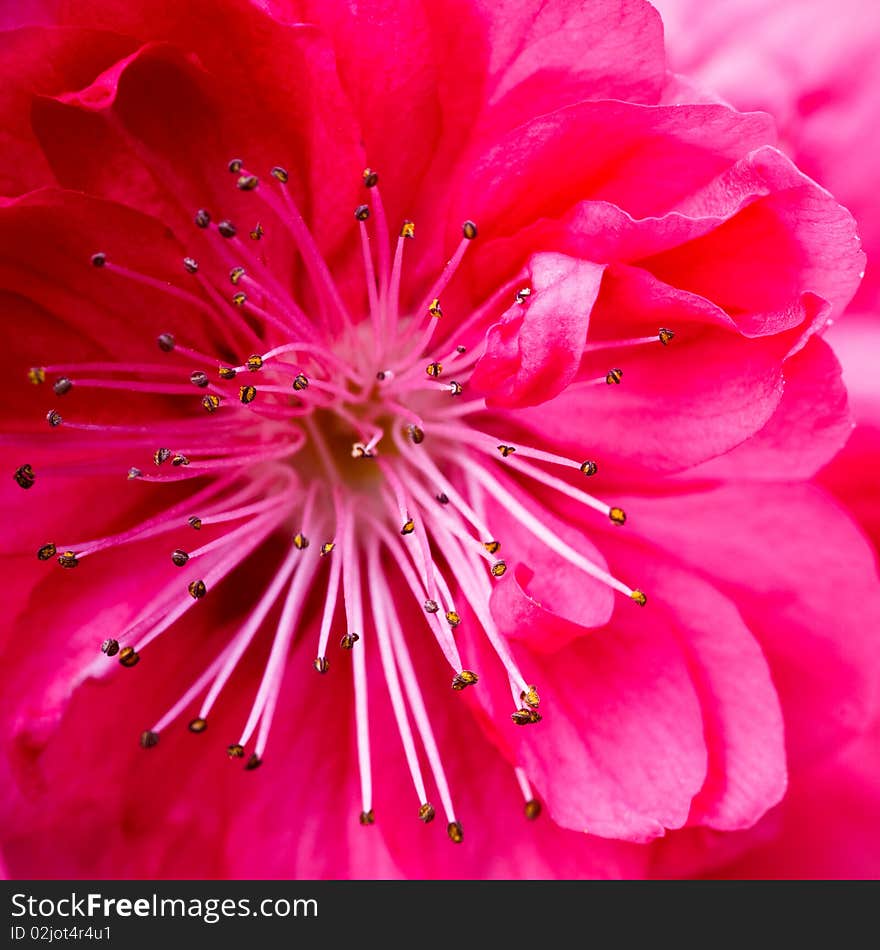 Background of the nature,flower in the sunshine. Background of the nature,flower in the sunshine.