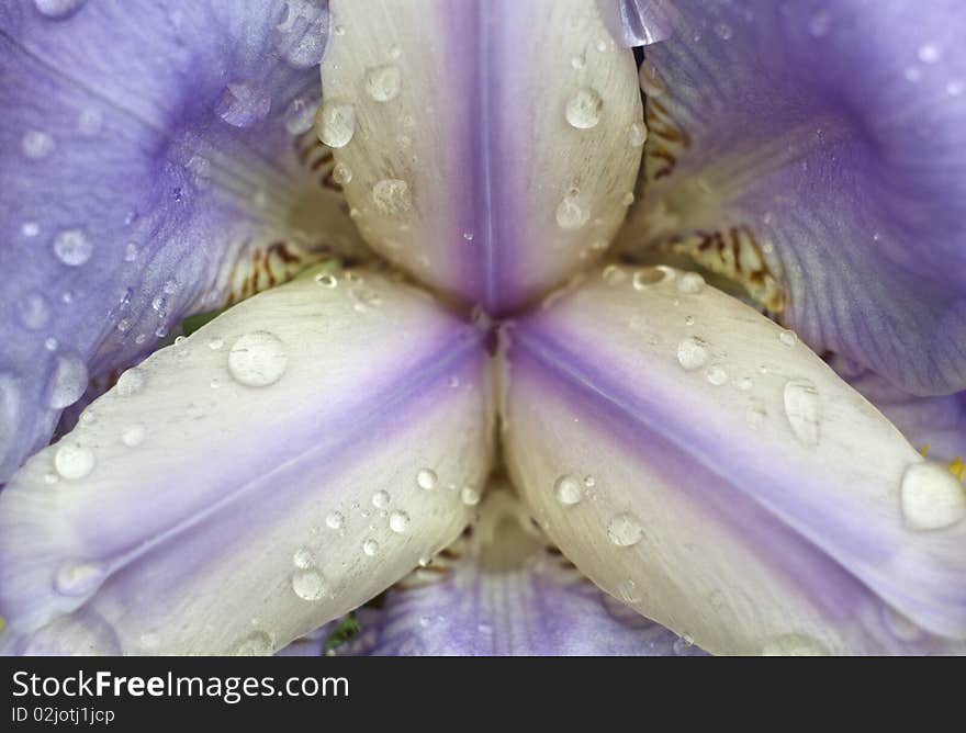 Beautiful flower in dew