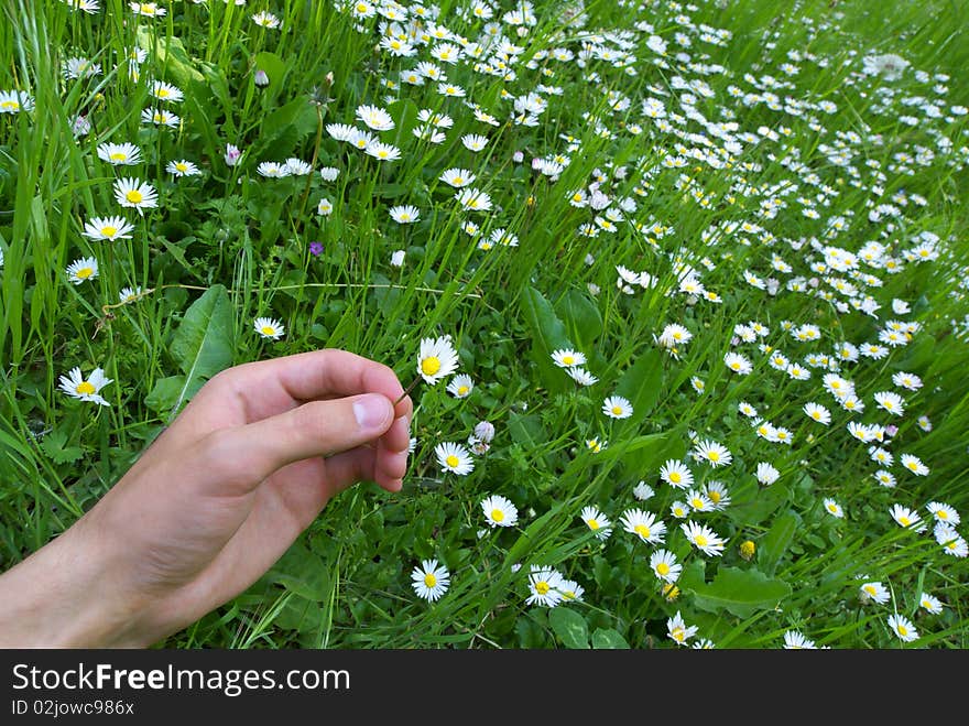 Hand and small daisywheel