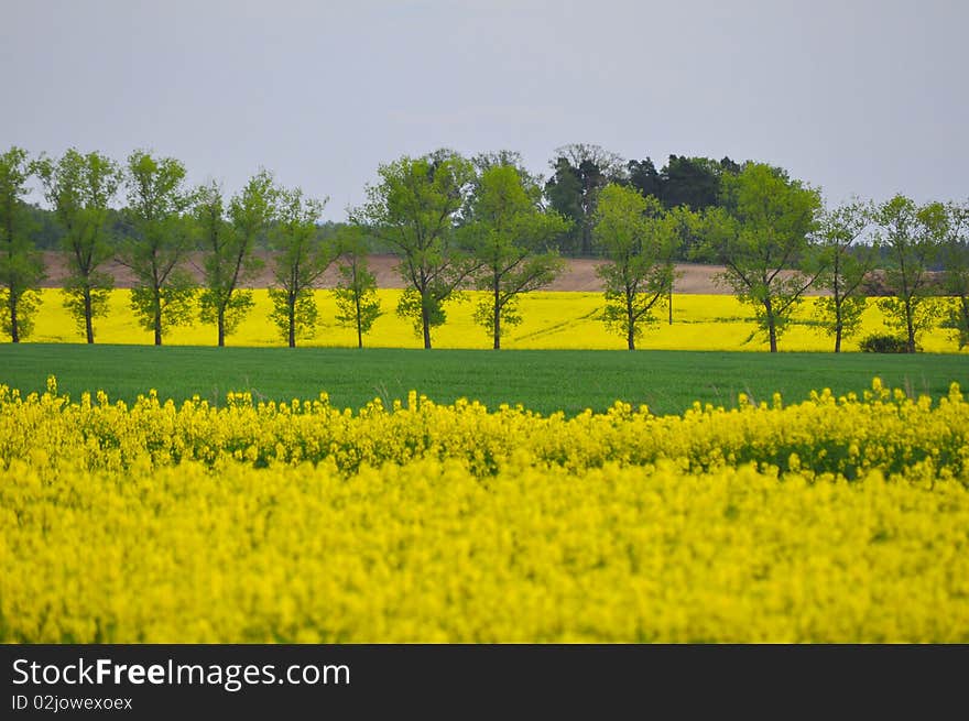 Colors of meadows on spring time. Colors of meadows on spring time