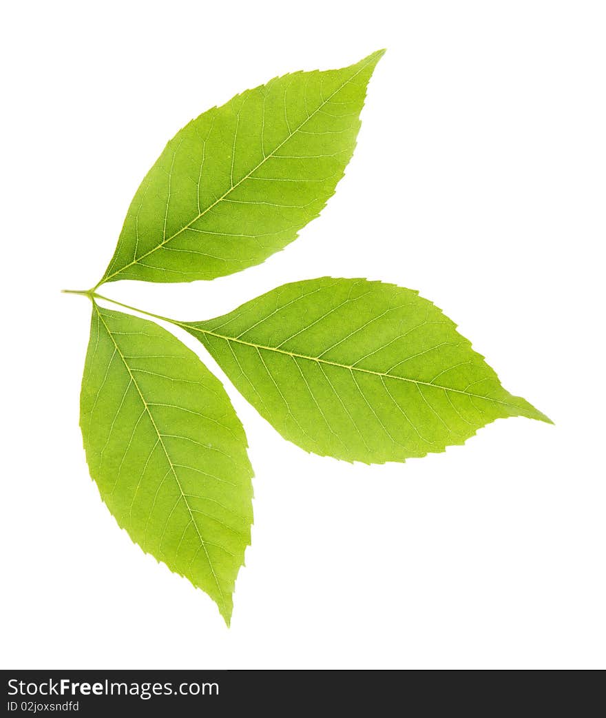 Fresh green leaves isolated on white background