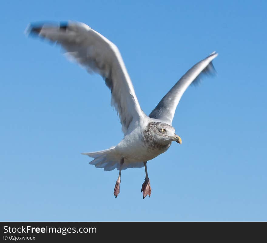 Bird Flying