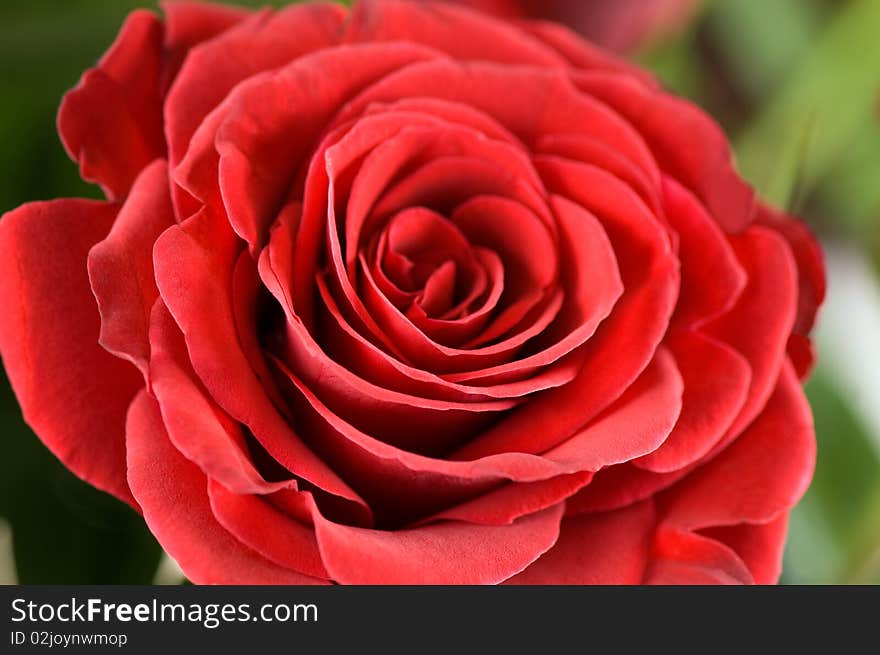 Single red rose close-up