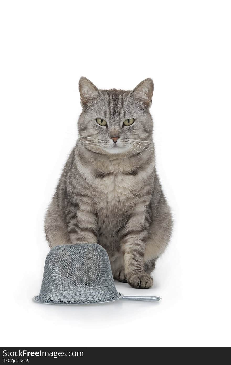 Cat with trap waiting for bag on white background.