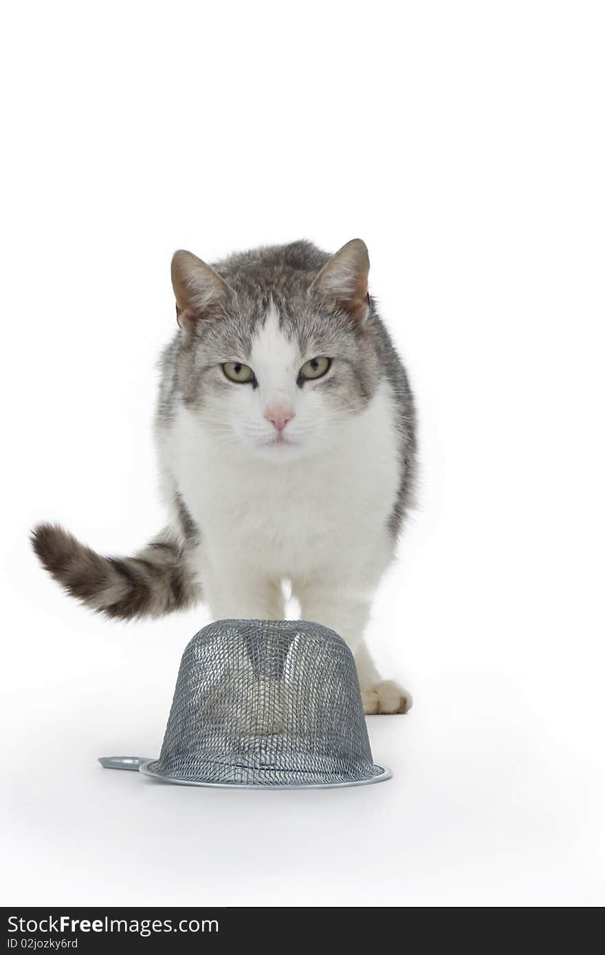 Cat with trap on white background.