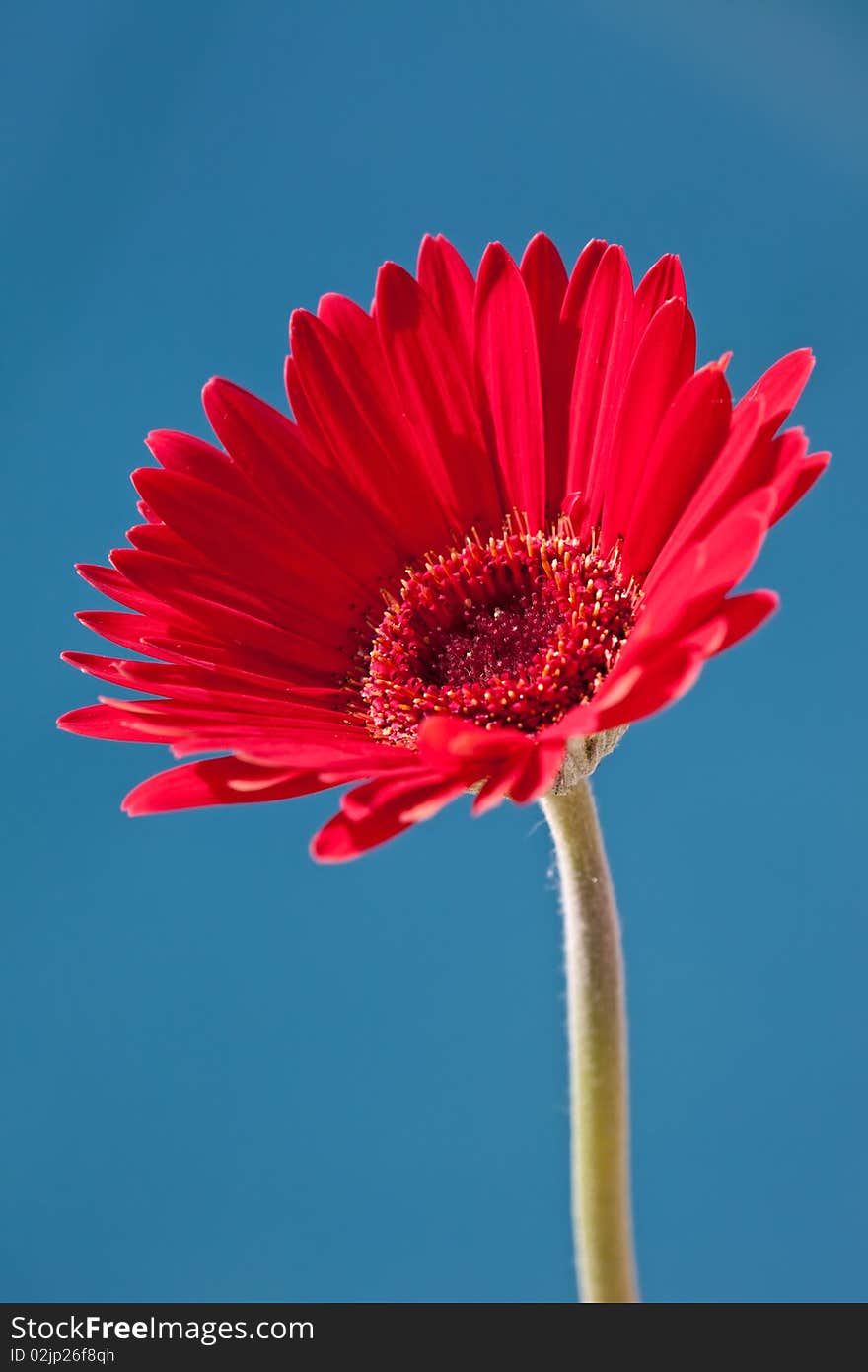 Red Gerber Daisy on Blue Background