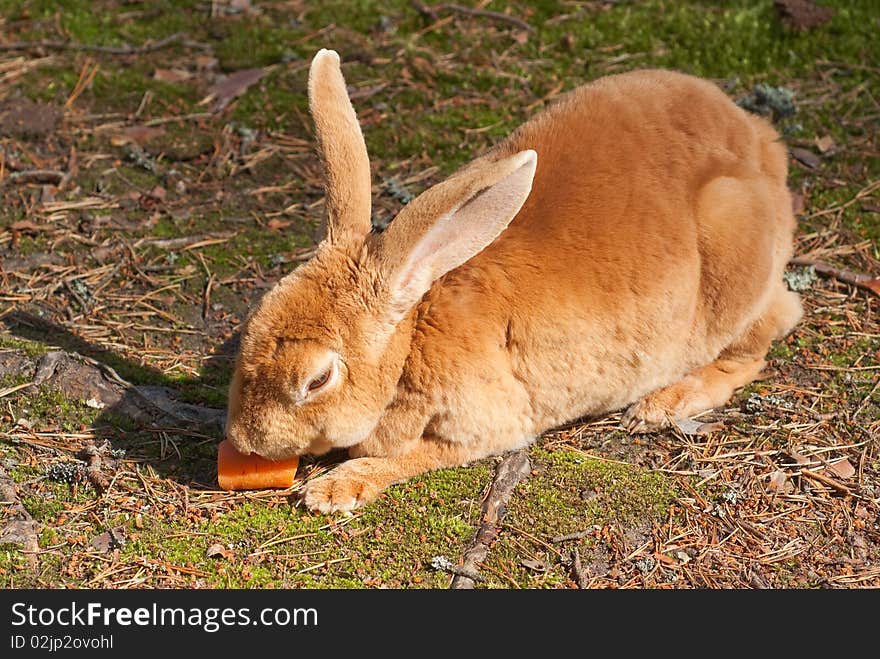 Wild brown rabbit is eating a carrot. Wild brown rabbit is eating a carrot.