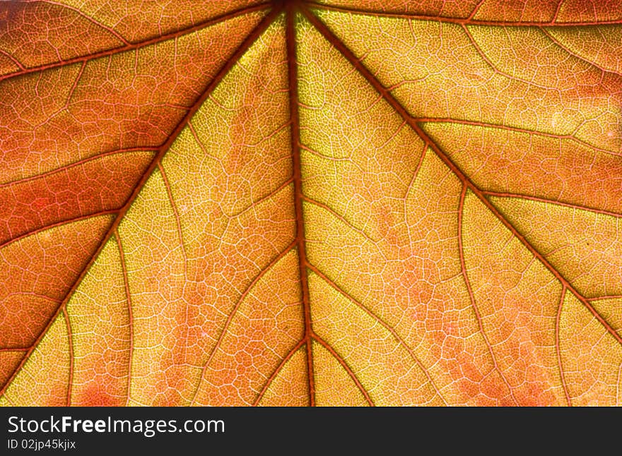 Close up on orange, spring fresh maple leaf. Close up on orange, spring fresh maple leaf