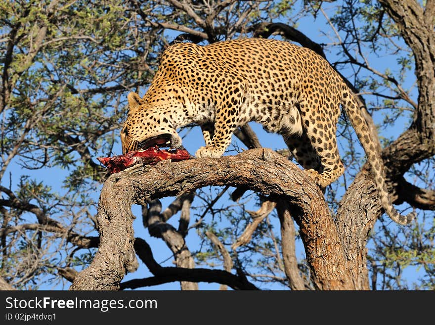 Namibia - Leopard