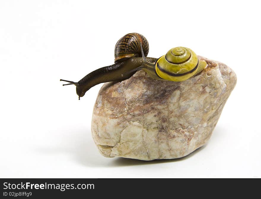 Couple of snails climbing on the stone, isolated, white background. Couple of snails climbing on the stone, isolated, white background