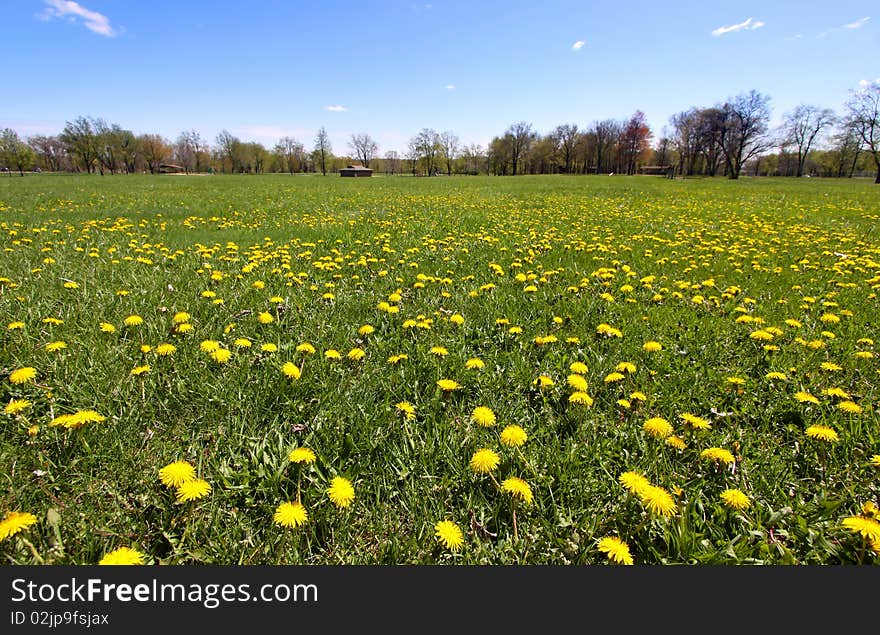 Scenic field in spring time filled with yellow dandelions. Scenic field in spring time filled with yellow dandelions