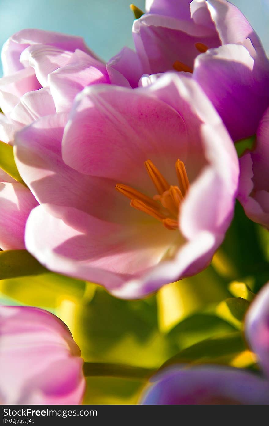 Pink yulpan closeup delicate background. Pink yulpan closeup delicate background