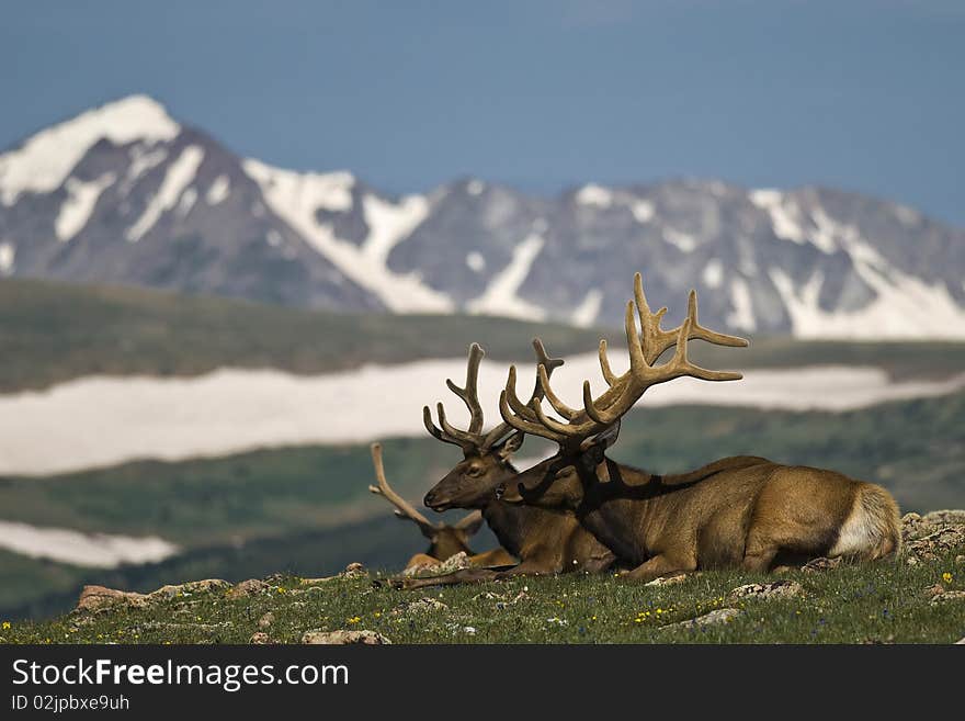 Deer in the mountains