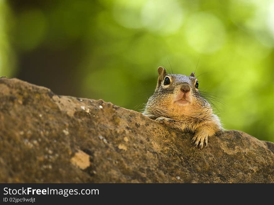 Chipmunk resting on a rock in the shade.