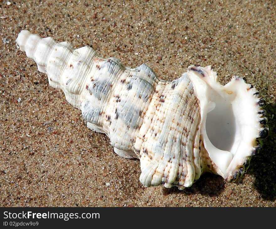 Shell