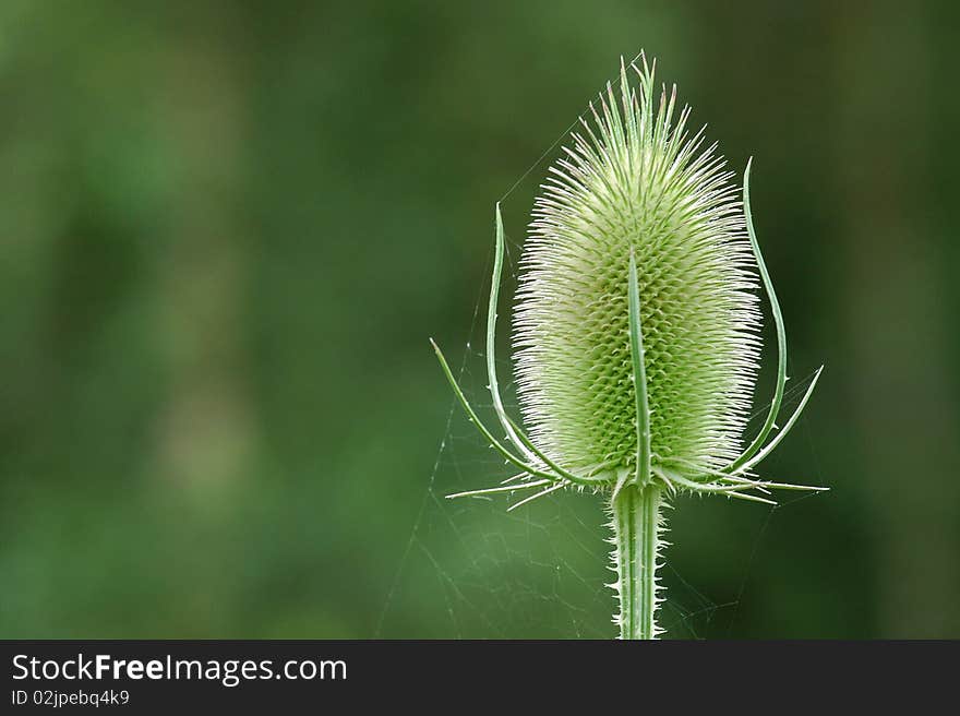 A thistle with a spider web and nice sun shine