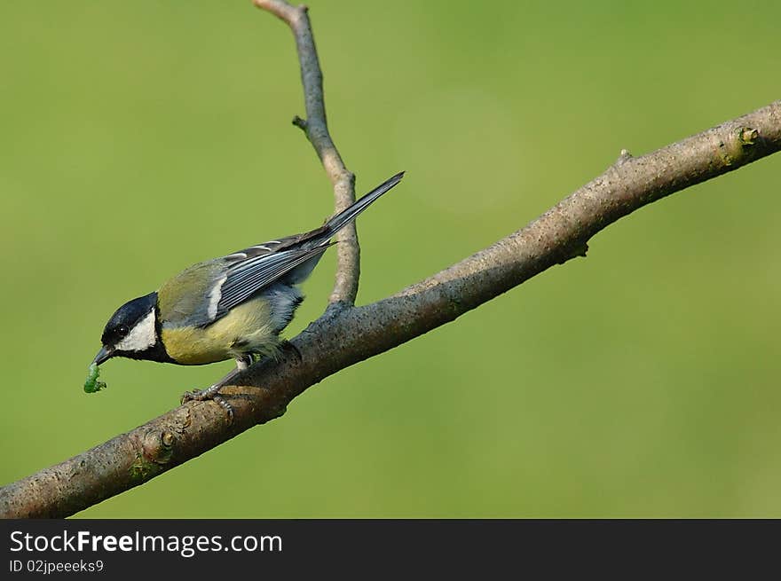 Great Tit eating Caterpillar