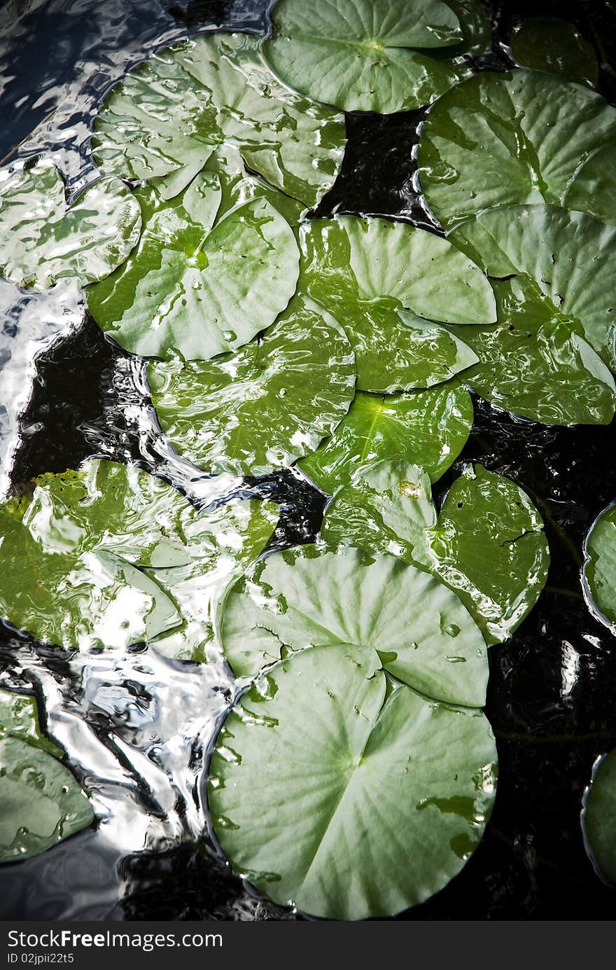 Water lily leaves