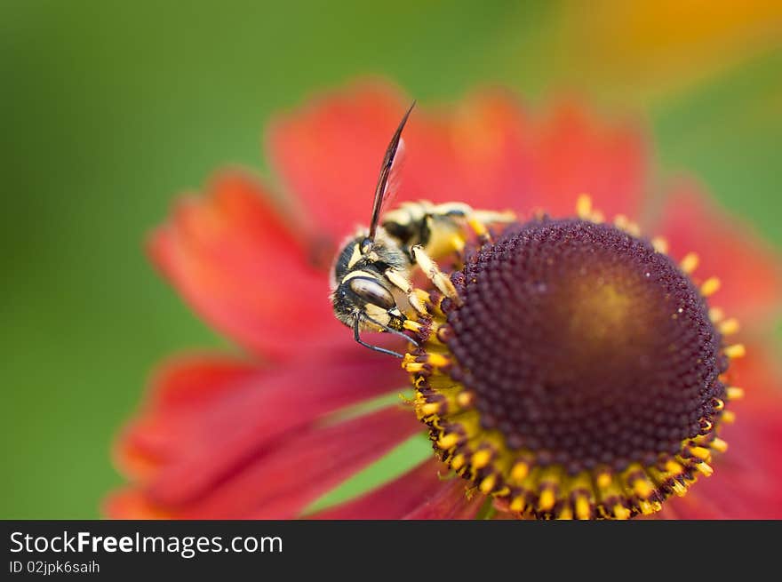 Bee on red sunbride flower. Bee on red sunbride flower