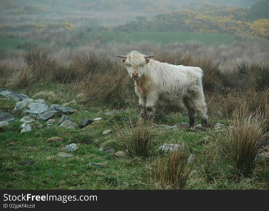 Young white highland cow