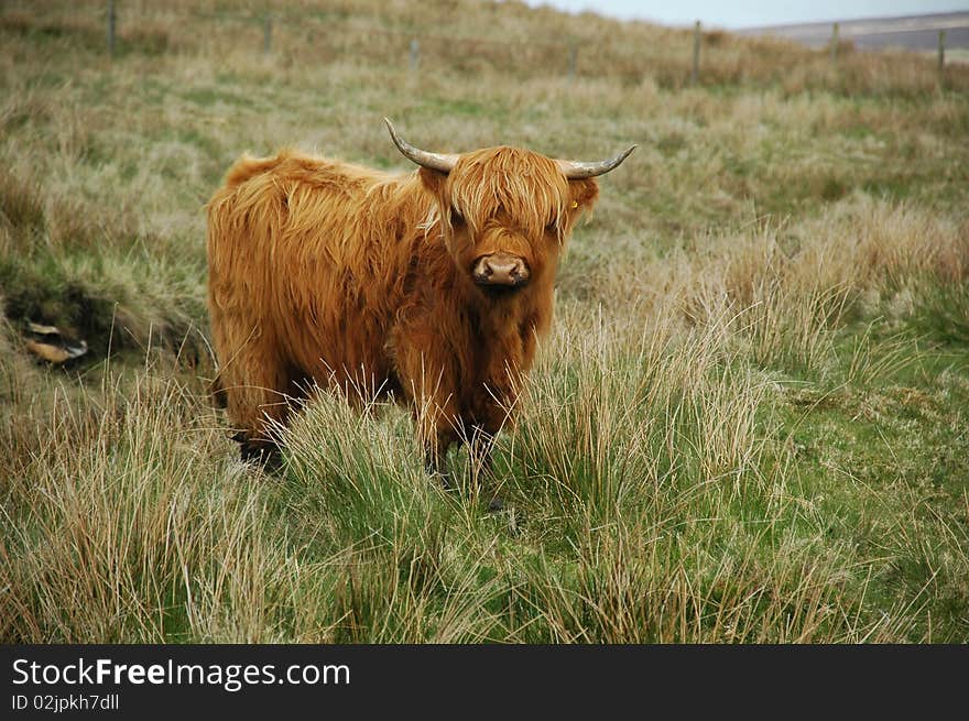 Young brown highland cow