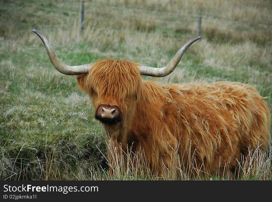 Brown highland cow with serious horns