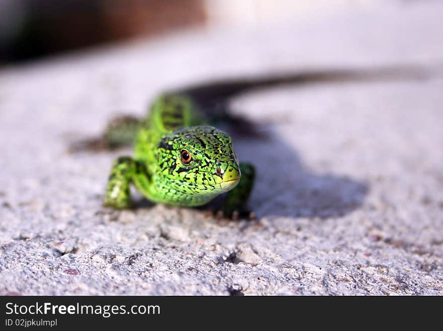 Green lizard, beautiful reptile, lizard on a gray stone, wildlife, wonderful portrait of reptiles
