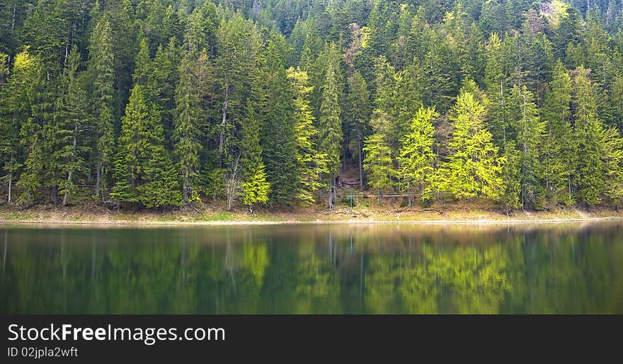 Forest Lake Shore