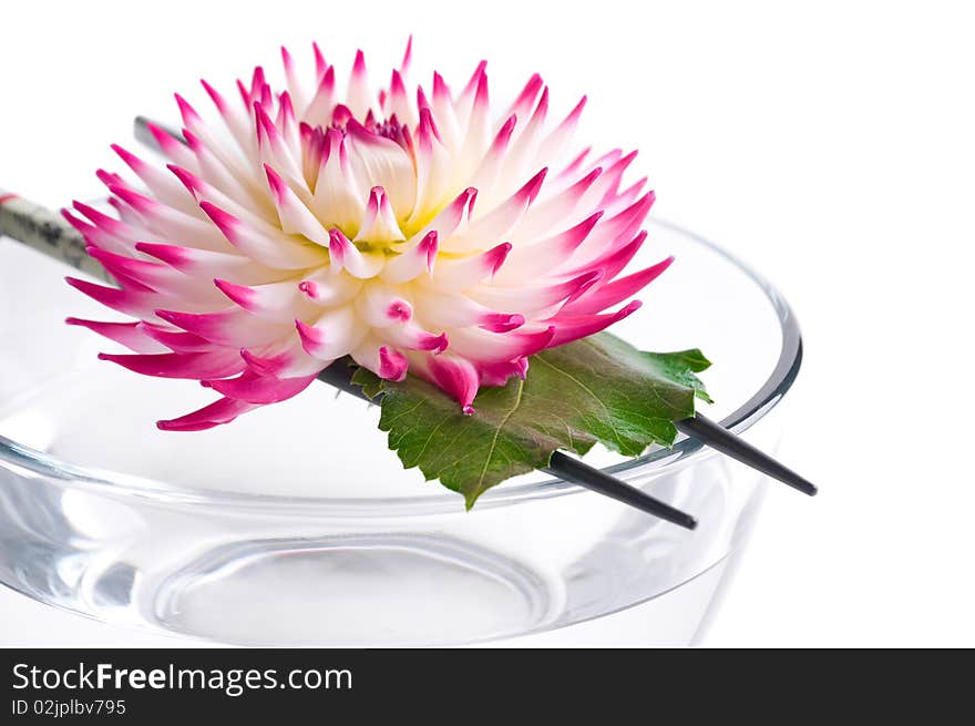 Pink flower floating on the Chinese sticks in bowl spa background