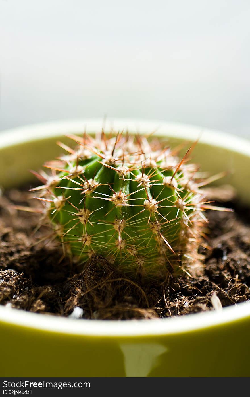 Small prickly cactus in pot