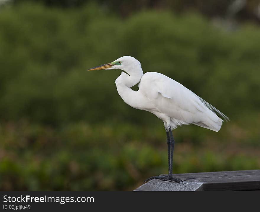 Snowy Egret