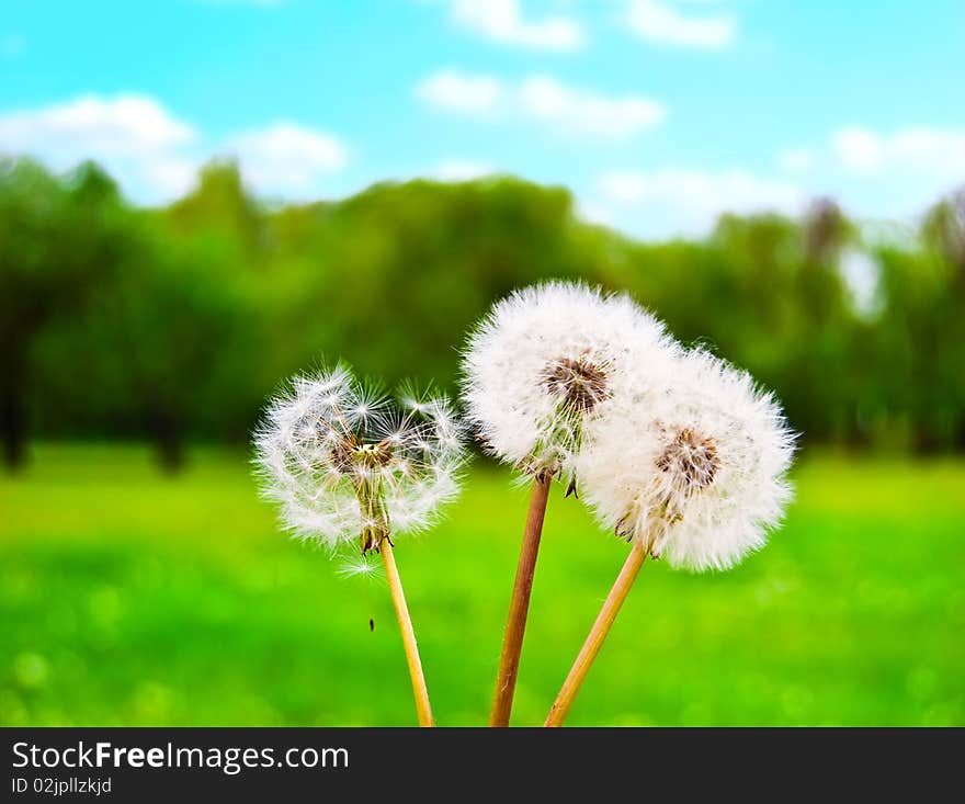 White fluffy dandelions against a green glade