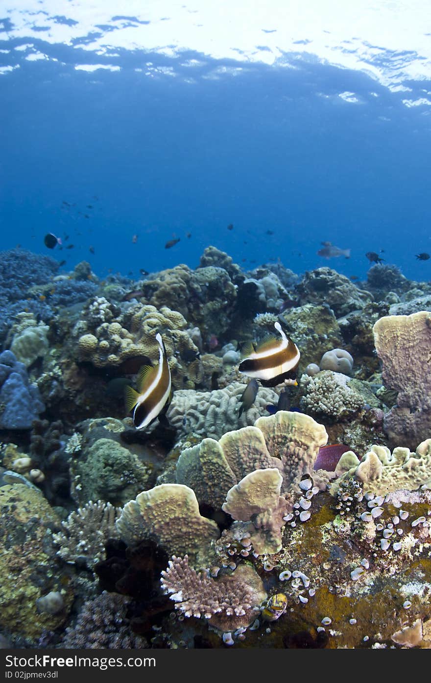 Coral reef