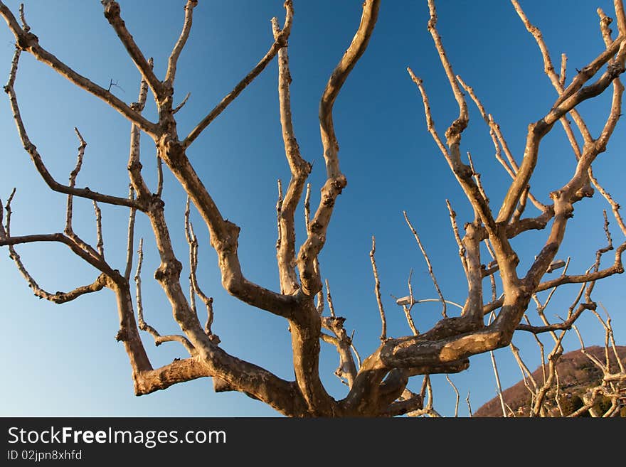 Old tree silhouette on blue sky