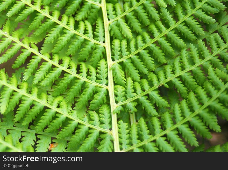 Fern