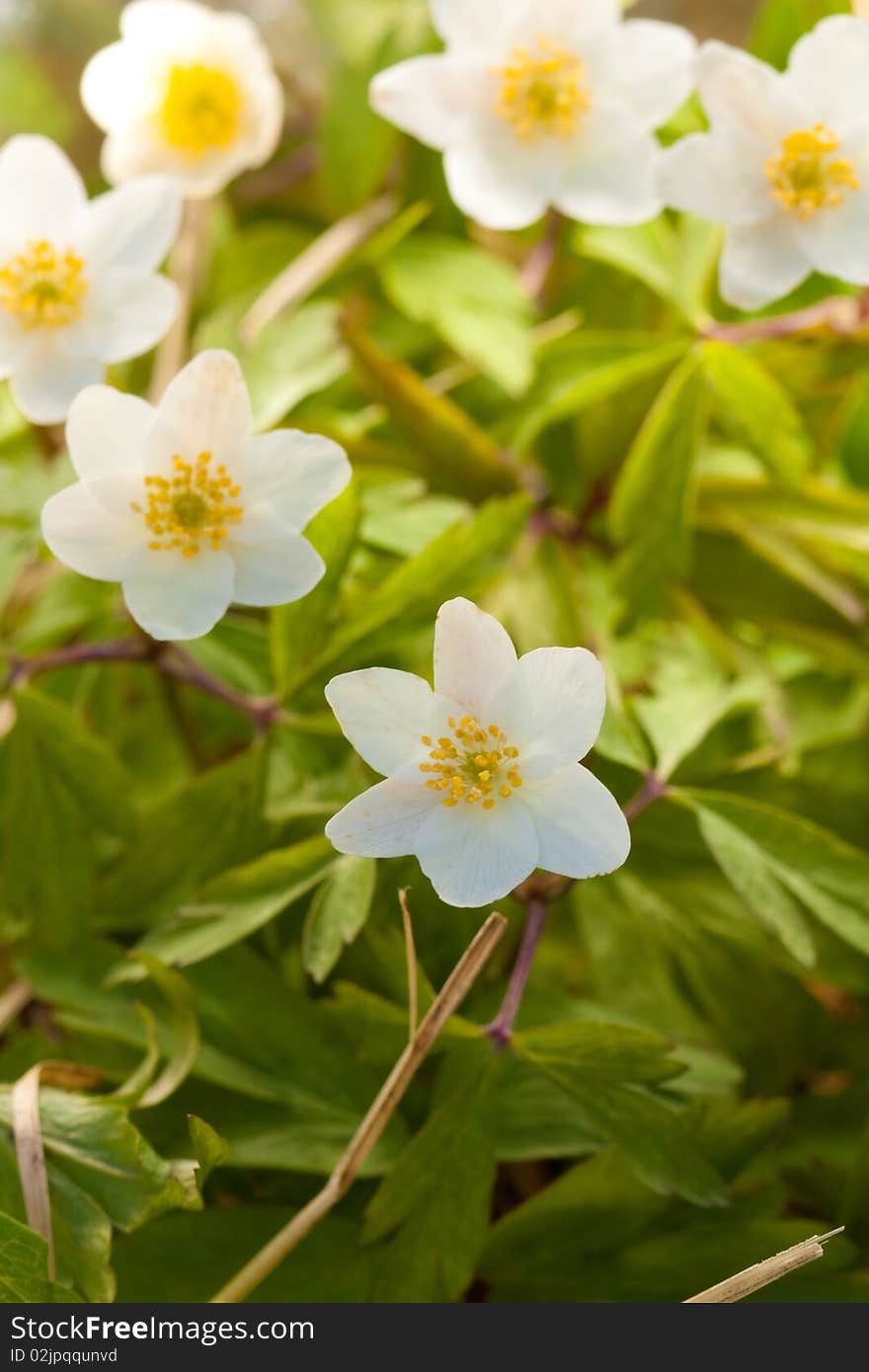 White anemone