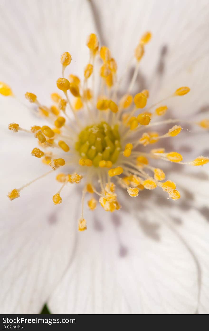 White anemone