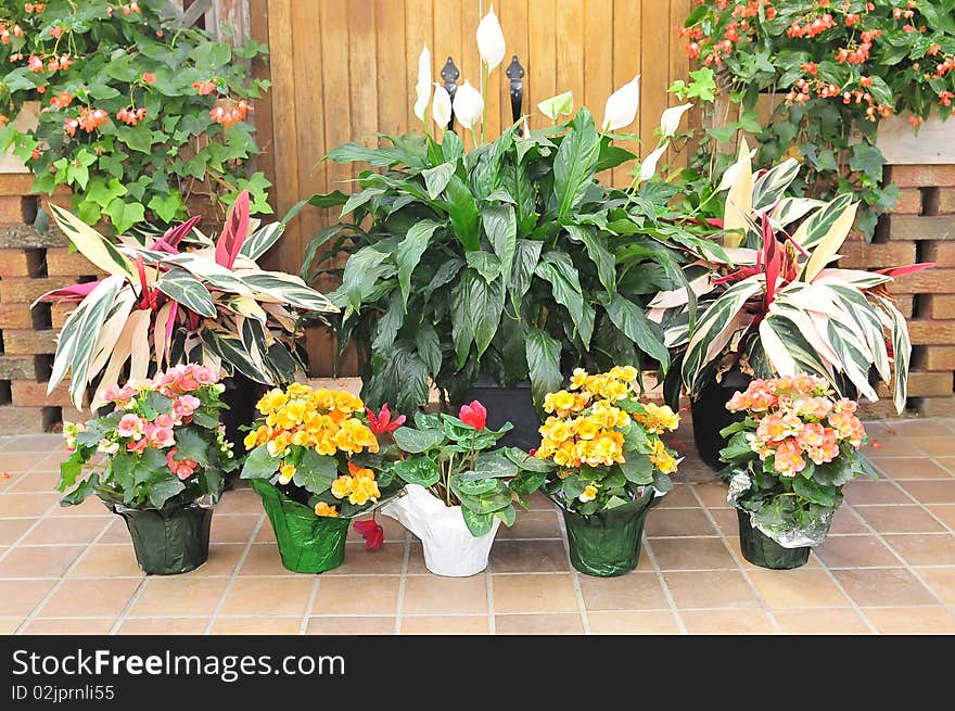 Several flowers in pots placed on floor with other tropical plants in background. Several flowers in pots placed on floor with other tropical plants in background