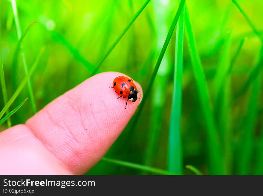 A ladybug sitting on my fingertip. A ladybug sitting on my fingertip